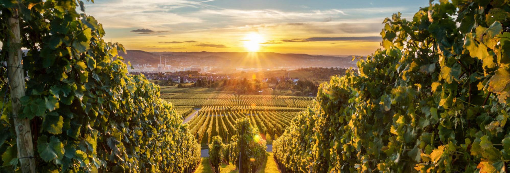 weinberg-bei-sonnenuntergang-istock_44863924_large-2-1200x335